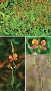 Image result for Alysicarpus