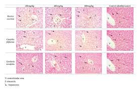 Image result for Rourea coccinea