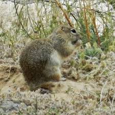 Image result for Pycreus muricatus