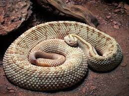 It is sometimes still classified as a subspecies of crotalus durissus. Aruba Island Rattlesnake Venomous Animals Reptile Snakes Reptiles And Amphibians