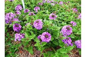 The price is $88 per night from mar 16 to mar 17$88. Homestead Purple Verbena Is A Louisiana Super Plant