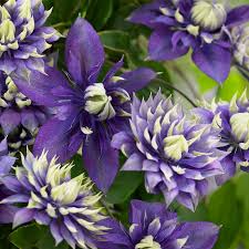 Download in under 30 seconds. Clematis Taiga Wayside Gardens