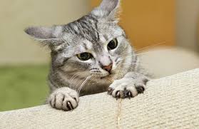 Gel caps also help avoid the dangers of dry pilling (giving pills without following with a syringe full of water,) a practice that can cause serious damage to the delicate lining of the esophagus. Cat Claw Caps And Covers All About Cats