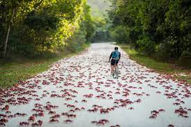 Christmas island is located in the indian ocean, around 350 kilometres (220 mi) south of christmas island had a population of 1,843 residents as of 2016, 2 the majority of whom live in settlements on. Christmas Island Tourism Photos Facebook