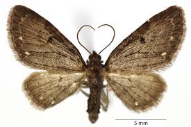Image result for Eupithecia tripunctaria