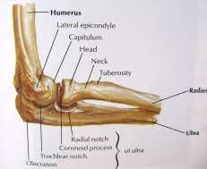 The anatomy of the humerus. Lateral Epicondylitis Physiopedia