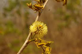 Image result for Xylia torreana