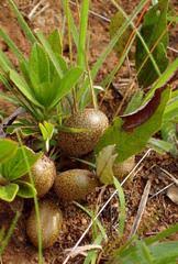 Image result for Parinari capensis