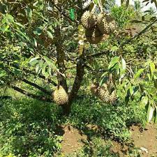 Musang king is the durian most likely to be faked. Terbaik Bibit Pohon Durian Musang King Umur 3 Tahun Tinggi 1 5 Meter Shopee Indonesia