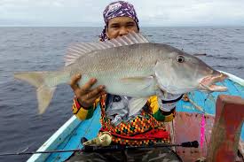Tahukah anda resep ikan kakap putih? Indonesia Go Id Lencam Babi Digulai Digoreng Dibakar Sama Enaknya