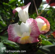 Image result for Costus afer