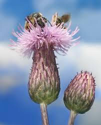 Image result for Cirsium