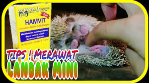 Tips Merawat Landak Mini Untuk Pemula Youtube