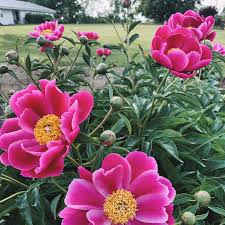 19.06.2020 · however, the farmer's daughter flowers is also a gift shop with really cute knick knacks. R7h13ni Illbim