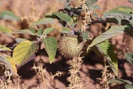 Image result for Rhynchosia holosericea