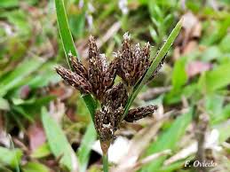 Image result for Vahlia dichotoma