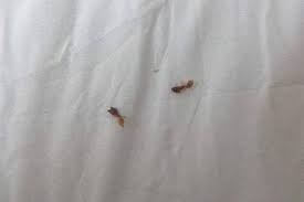 Your house, bedding , car are infected as well. What S Eating You Ant Induced Alopecia Pheidole Mdedge Dermatology