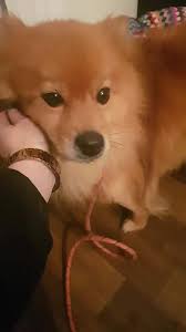 Coco, a social shepherd, needs a forever home