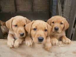 Enter your email address to receive alerts when we have new listings available for fox red labrador pups for sale. Puppy Labrador Retriever Fox Red Cuteanimals