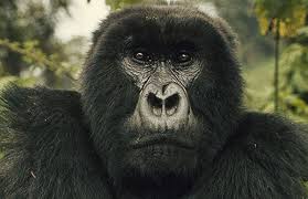Gorillas and the Mist, now on YouTube! » Virtual Ecotourism