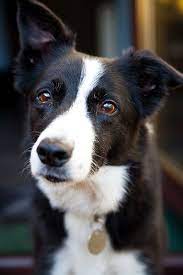 Sign In To Your Microsoft Account Border Collie Dog Dog Life Border Collie