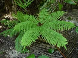 Image result for Pteris friesii