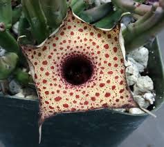 Image result for Huernia hislopii