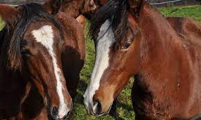 What Is The Average Lifespan Of A Horse Canna Pet