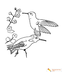 How to sketch tropical hummingbirds (live workshop on january 11, 2020). Bird Rufous Hummingbird Coloring Page Free Bird Rufous Hummingbird Coloring Page