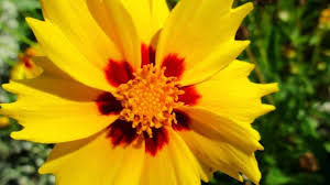 This herbaceous plant native to north america exists both as an. Large Flowered Tickseed Planting Care And Tips Live Native Com