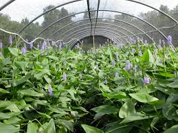 Image result for Pontederia