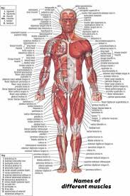 See more ideas about muscle anatomy, muscle, body anatomy. Bilal Ahmad Names Of Different Body Muscles Are Listed In The Following Photo Bodymuscles Humanbody Biolgy Medicalknowledge Study Bilalahmad Facebook