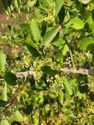 Image result for Gymnosporia senegalensis