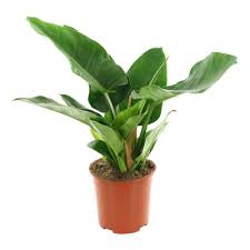 Philodendron Imperial Green In Pot 19cm Sherries Estates