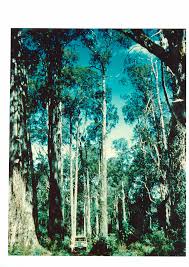 Image result for Lepidotrichilia volkensii