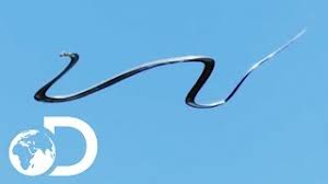 Every country's most famous mythical creature barbara davidson / cashnetusa previously: The Amazing Paradise Flying Snake Wildest Islands Of Indonesia Youtube