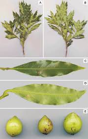 Image result for Cryptocarya