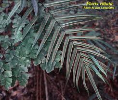 Image result for Pteris