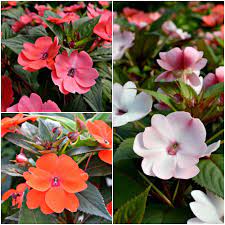 Top 10 Flowers And Foliage Fairview Garden Center Garden Landscape Design Flowers Garden Center