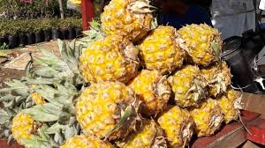 Buah mulberry episod 26 01 khasiat buah mulberry yang baik untuk kecantikkan dan kesihatan. Nanas Batu Ini Ampuh Gelontor Kolesterol Simak Kecepatan Selamet Kupas Nanas Warta Kota