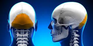 The skull is a strong, bony capsule that rests on the neck and encloses the brain. Occipital Bone The Definitive Guide Biology Dictionary