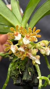 Image result for Microcoelia exilis