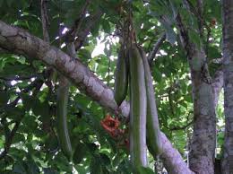 Image result for Trachyphrynium braunianum