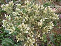 Image result for Mikania sagittifera