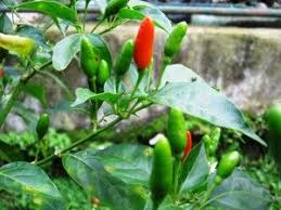 Rin attempted to free shiemi from the demon's grasp unsuccessfully, while yukio struggled to find out a way to separate the two. Sili Is Found Throughout The Philippines Being Introduced From Mexico And Grows Wild On Mt Banahaw Sili Heart Disorders Medicinal Herbs Medicinal Plants