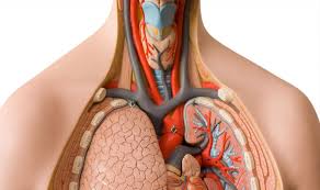 How Your Body Is Like A Factory The Franklin Institute Pin amazing png images that you like. how your body is like a factory the