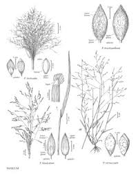 Image result for Panicum monticola