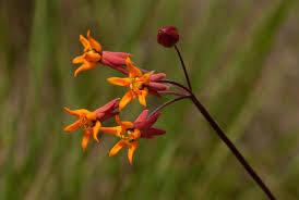 Image result for Stathmostelma pauciflorum