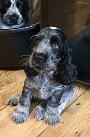 Black And Tan Show Cocker Spaniel Puppy Image Result For Blue Roan Cocker Spaniel Spaniel Puppies Cocker Spaniel Puppies Dogs