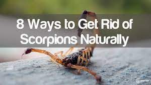 Remove anything that this pest if you cannot resolve the problem yourself, get professional help. 8 Ways To Get Rid Of Scorpions Naturally Cedarcide